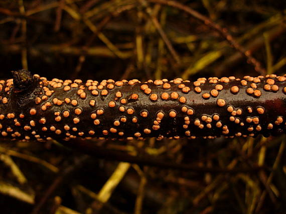 hlivka červená Nectria cinnabarina (Tode) Fr.