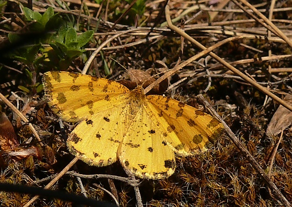 listnatka hluchavková Pseudopanthera macularia