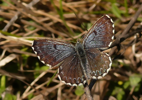 modráčik rozchodníkový Scolitantides orion