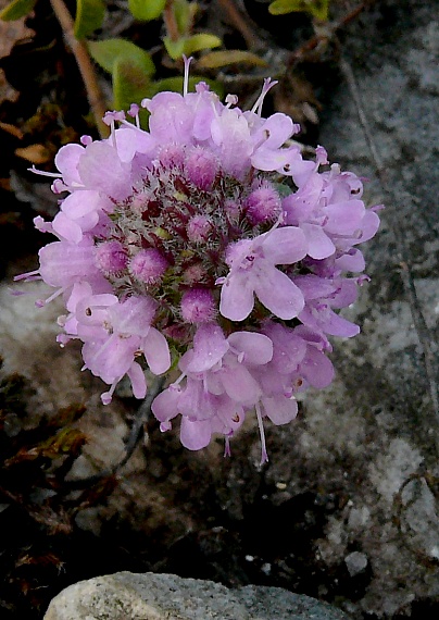 materina dúška Thymus sp.