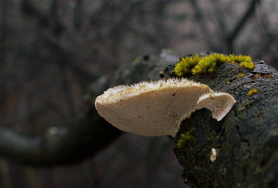 trúdnikovec chlpatý Trametes hirsuta (Wulfen) Lloyd