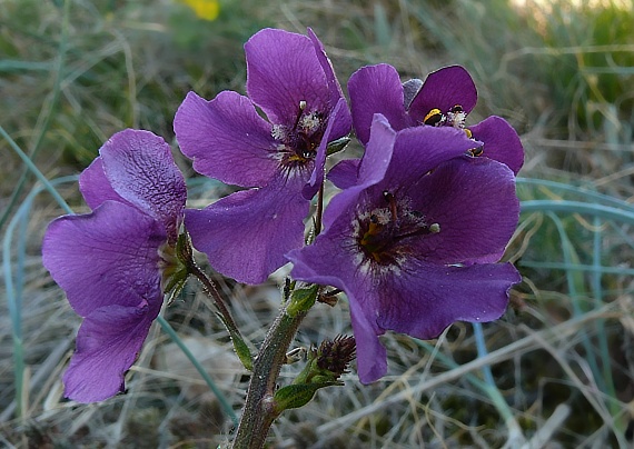 divozel tmavočervený Verbascum phoeniceum L.