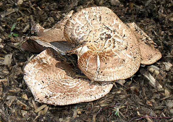 pečiarka dvojvýtrusná Agaricus bisporus (J.E. Lange) Imbach