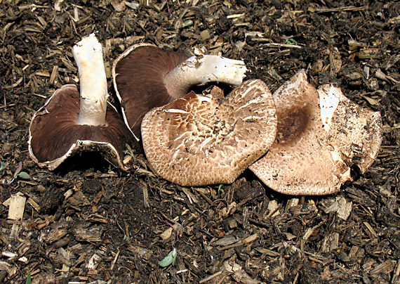 pečiarka dvojvýtrusná Agaricus bisporus (J.E. Lange) Imbach