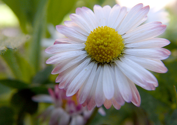 sedmokráska obyčajná Bellis perennis L.