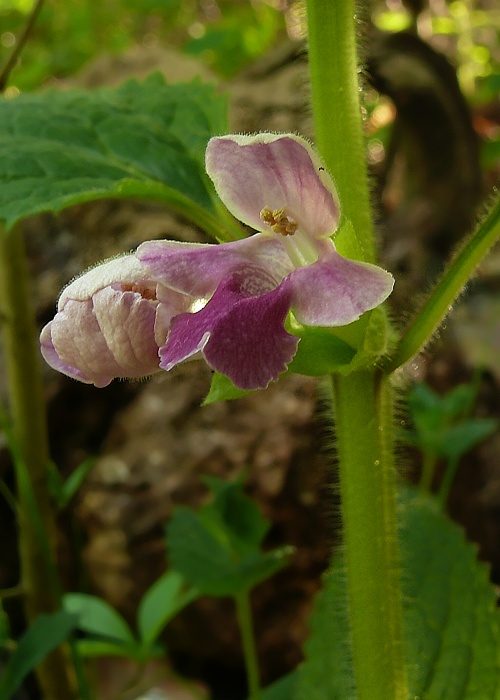 medúnka medovkolistá Melittis melissophyllum L.