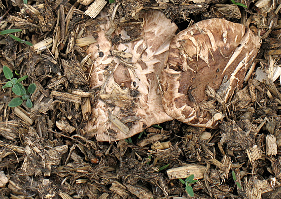 pečiarka dvojvýtrusná Agaricus bisporus (J.E. Lange) Imbach