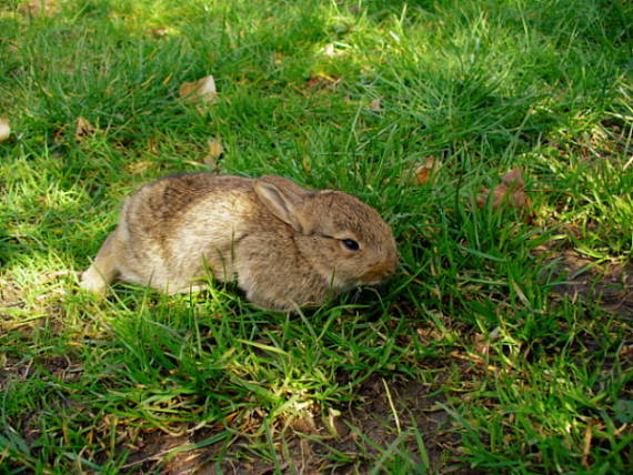 králik divý Oryctolagus cuniculus