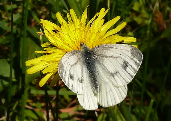 mlynárik repkový Pieris napi