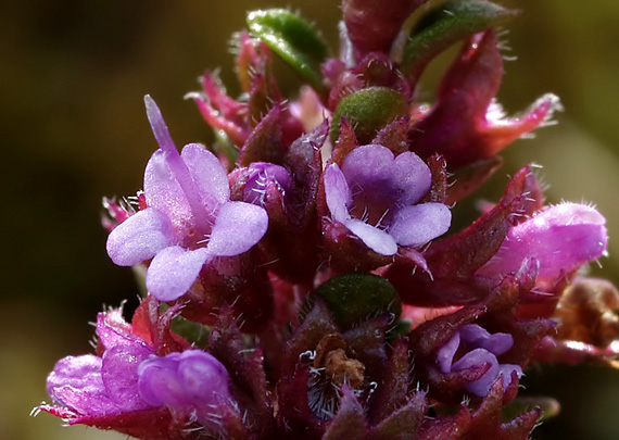 dúška Thymus sp.