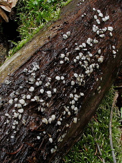 mihavka odfarbená Vibrissea decolorans (Saut.) A. Sánchez & Korf