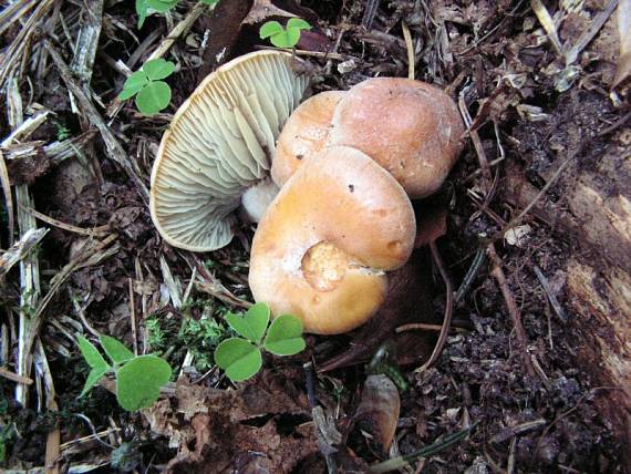 třepenitka maková - Strapcovka maková Hypholoma capnoides (Fr.) P. Kumm.