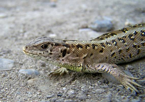 jašterica krátkohlavá (obyčajná) Lacerta agilis