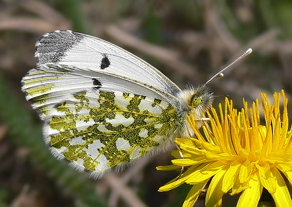 mlynárik žeruchový Anthocaris cardamines