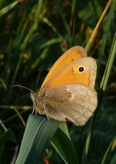 očkáň pohánkový Coenonympha pamphilus