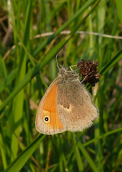 očkáň pohánkový Coenonympha pamphilus