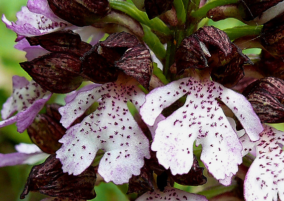 vstavač purpurový Orchis purpurea Huds.