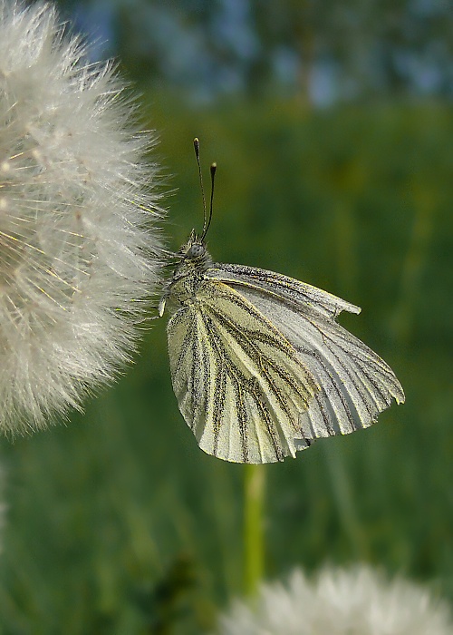 mlynárik repkový Pieris napi