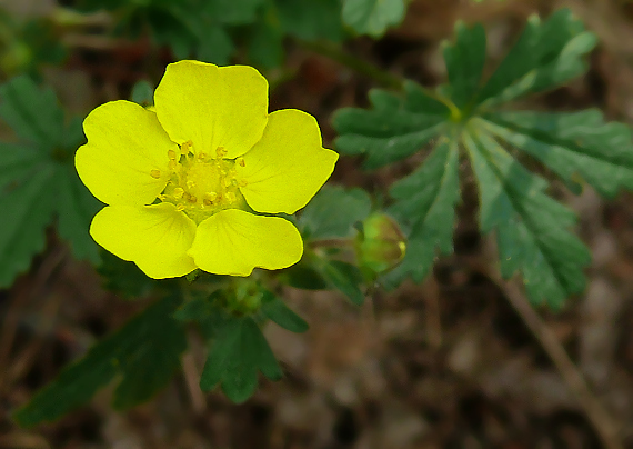 nátržník Potentilla sp.