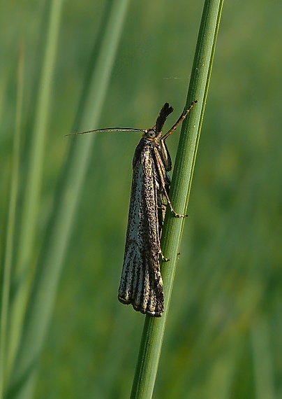 trávovec jarný Thisanotia chrysonuchella