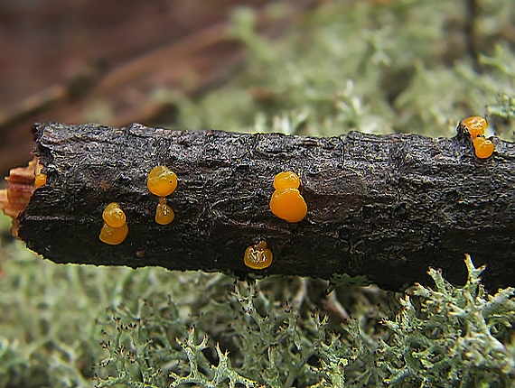 slzovec Dacrymyces Sp.