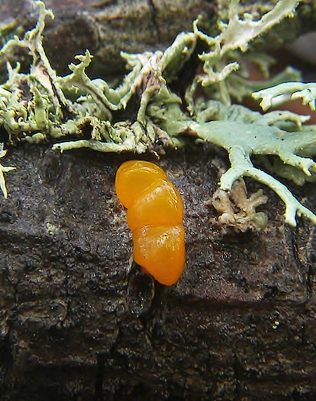 slzovec Dacrymyces sp.