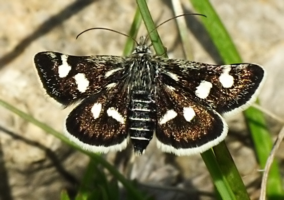 vijačka zanovätníková Eurrhypis pollinalis