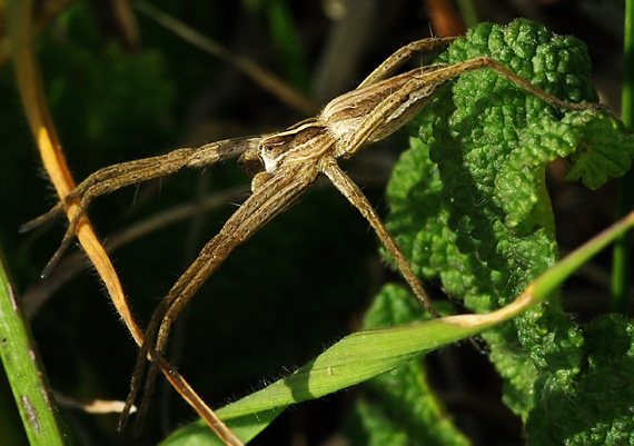 pawúk Pisaura mirabilis