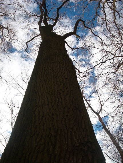 cesta do nebe Quercus robur