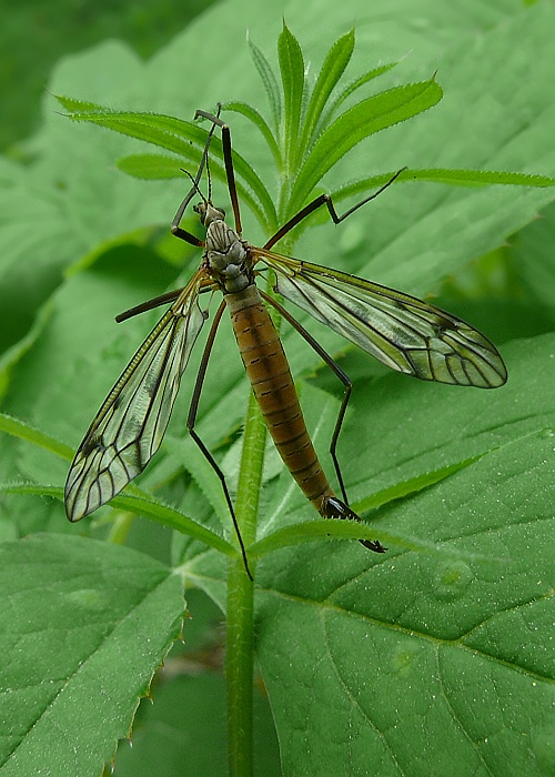 tipuľa Tipula cf.scripta