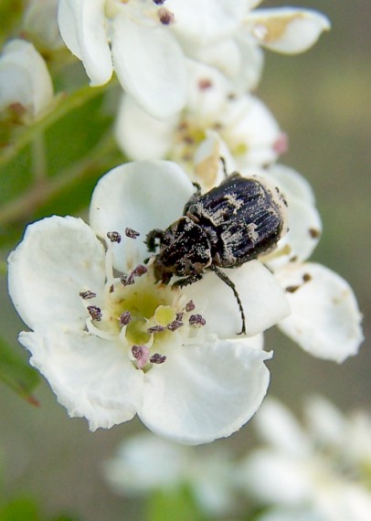 valgus hemipterus