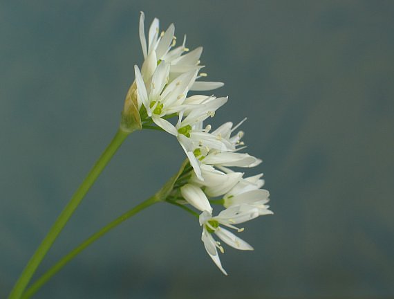 cesnak medvedí (allium ursinum)