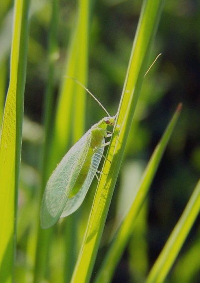 zlatoočka Chrysopa sp.