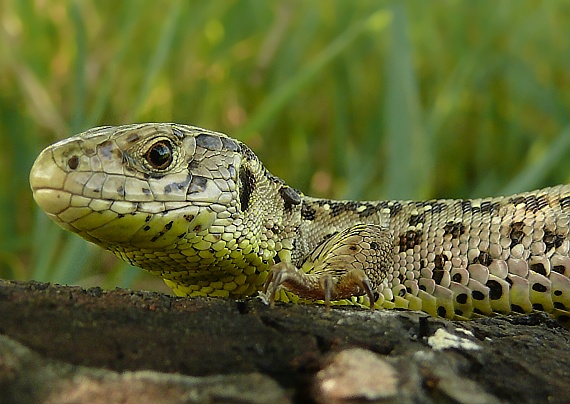 jašterica krátkohlavá Lacerta agilis