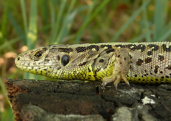 jašterica krátkohlavá Lacerta agilis