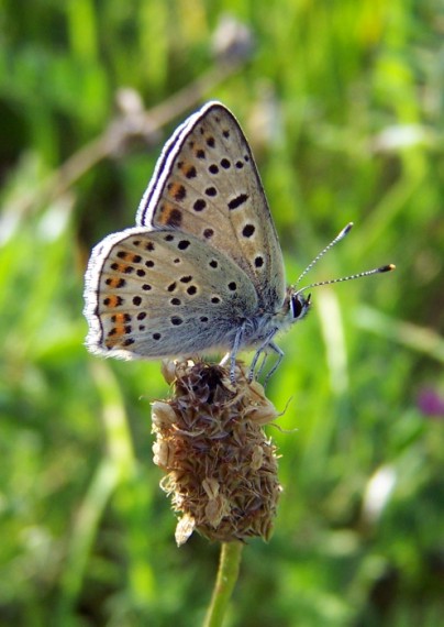 ohniváčik čiernoškvrnný Lycaena tityrus