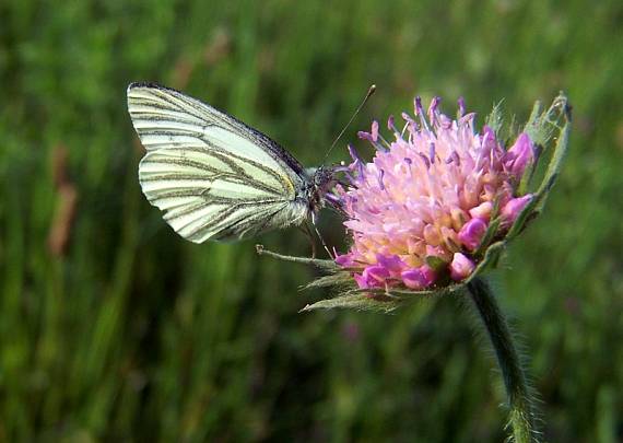 mlynárik repkový Pieris napi