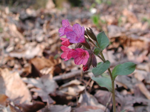 pľúcnik lekársky Pulmonaria officinalis L.