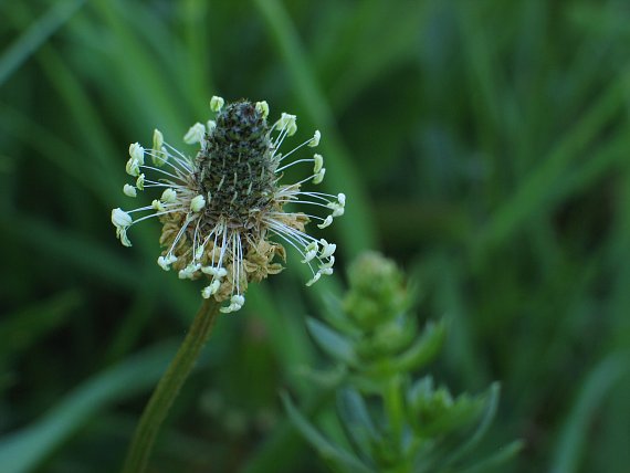 skorocel kopijovitý (plantago lanceolata)