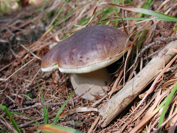 hríb smrekový Boletus edulis Bull.