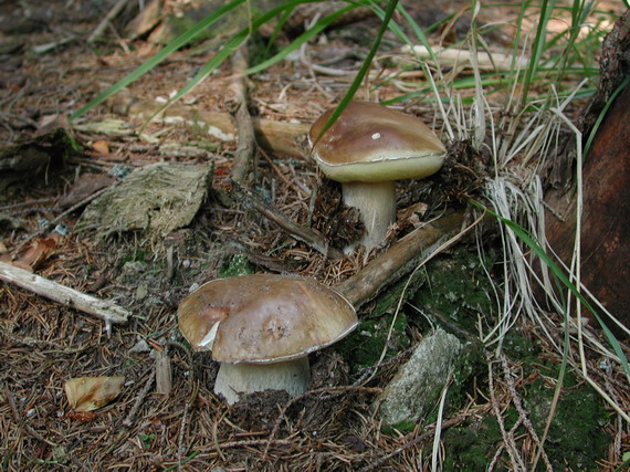 hríb smrekový Boletus edulis Bull.