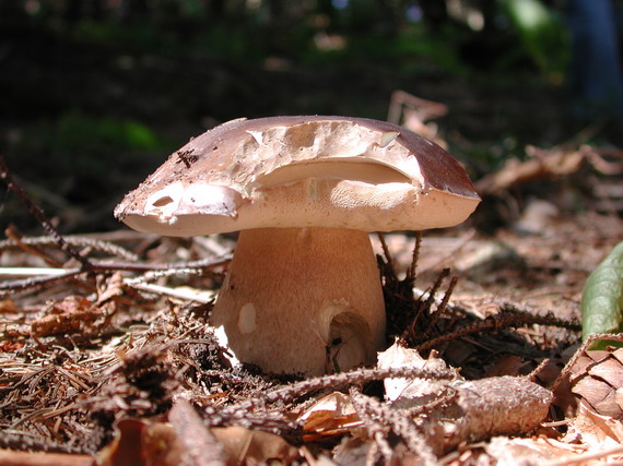 hríb smrekový Boletus edulis Bull.