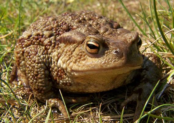 ropucha bradavičnatá Bufo bufo