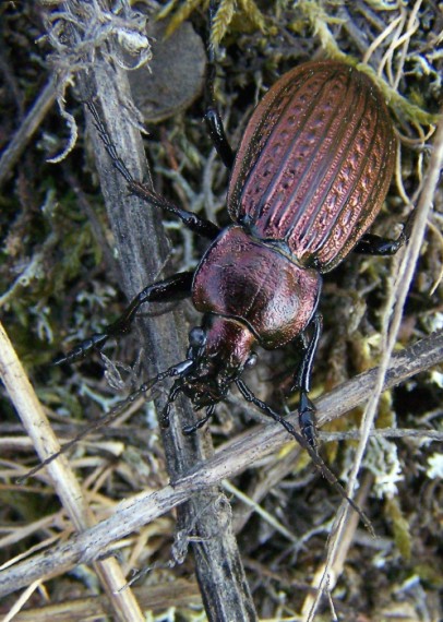 bystruška Carabus ullrichii