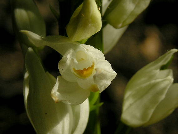 prilbovka dlholistá Cephalanthera longifolia (L.) Fritsch