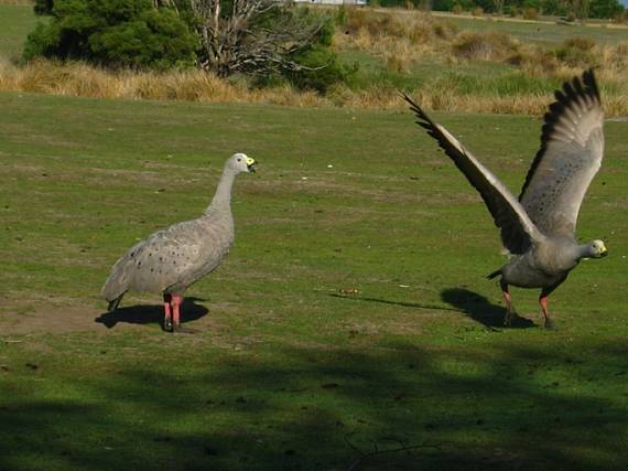 cape Barren Goose Cereopsis novaehollandiae