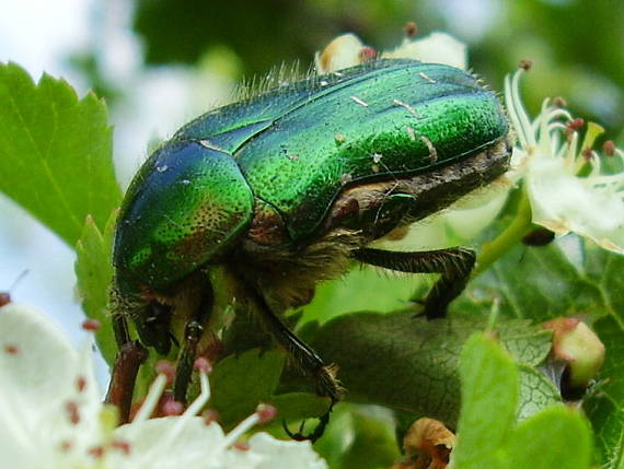 zlatoň obyčajný Cetonia aurata