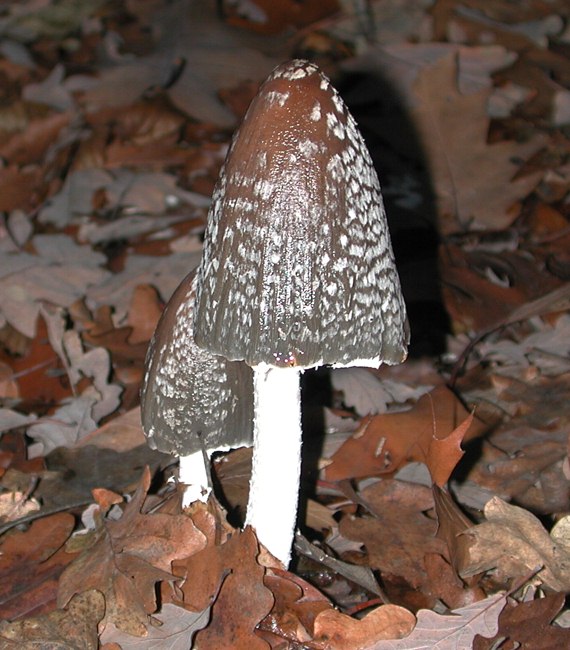 hnojník strakatý Coprinopsis picacea (Bull.) Redhead, Vilgalys & Moncalvo