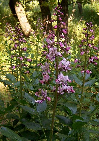 jasenec biely Dictamnus albus L.