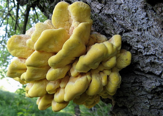 sírovec obyčajný Laetiporus sulphureus (Bull.) Murrill